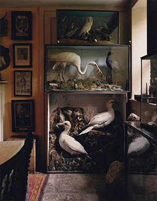 A collection of fowl taxidermy in corner of the kitchen.