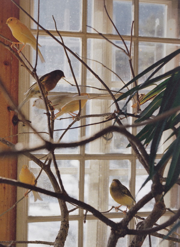 The Bird Room at the Grand Chalet de Rossinière. Photographed by François Halard in 2003.