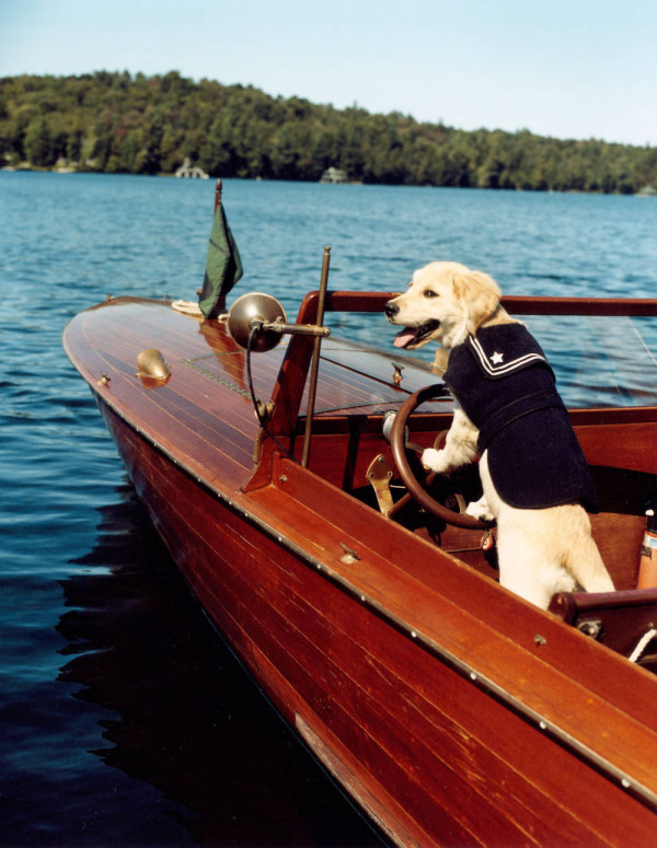 Dream, one of the golden retriever residents of Camp Longwood, pilots a Penn Yan boat. Photo by Bruce Weber.